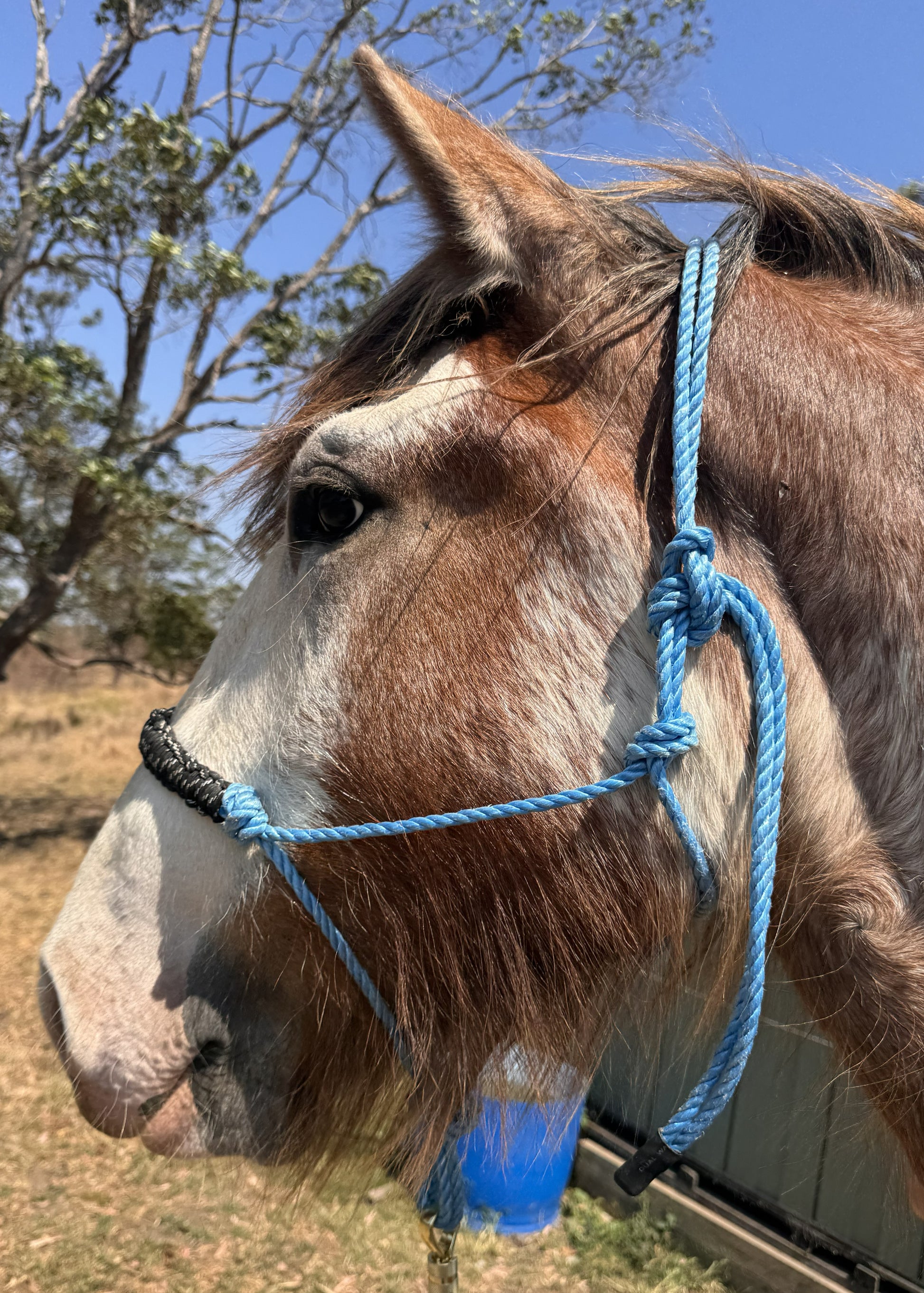 Horse with a blue halter in an outdoor setting