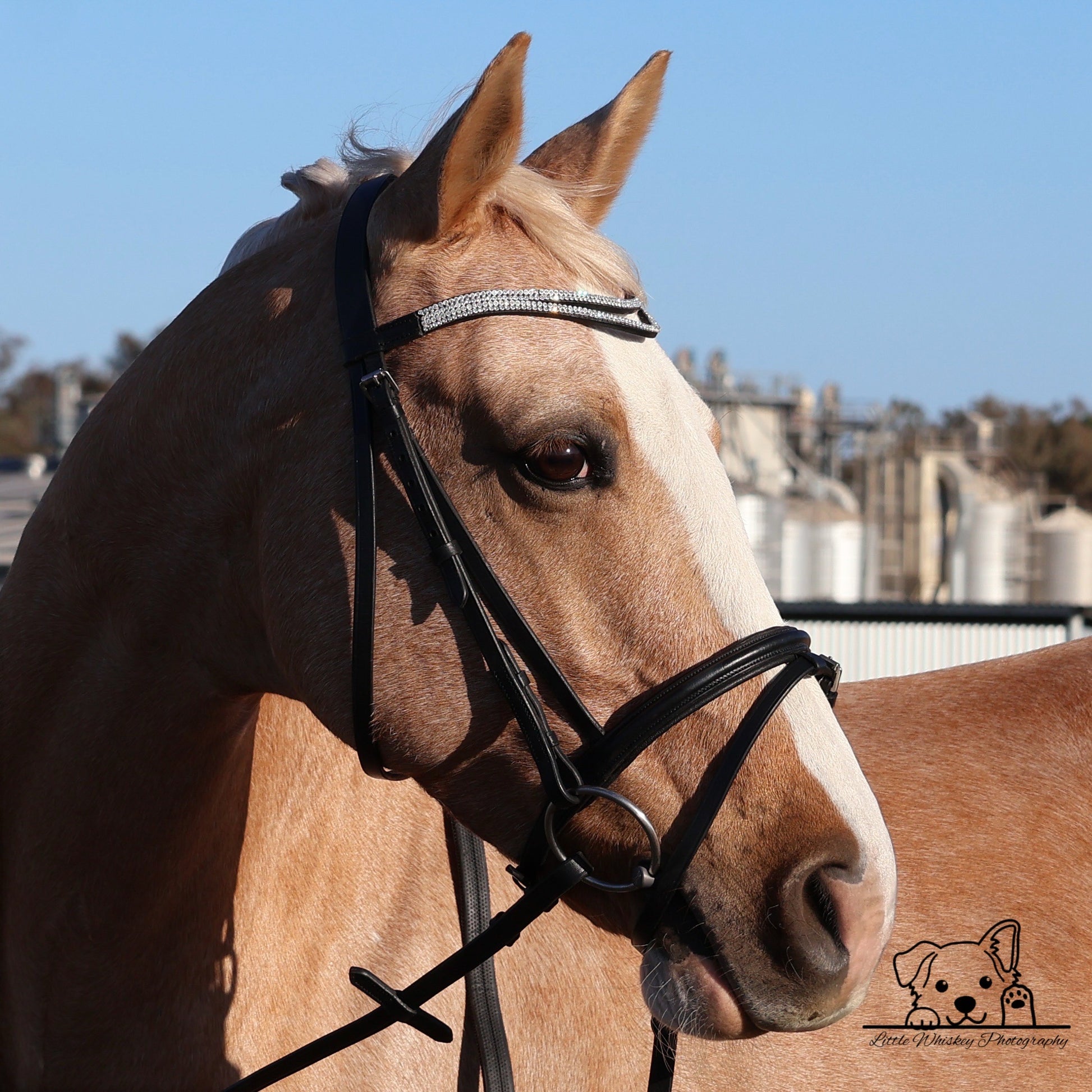 Close-up of a horse wearing a bridle with a blurred background