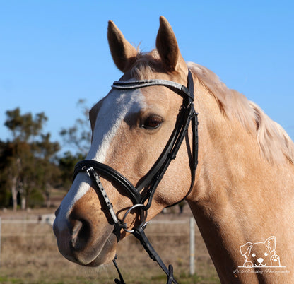 Close-up of a horse wearing a bridle with a blurred background