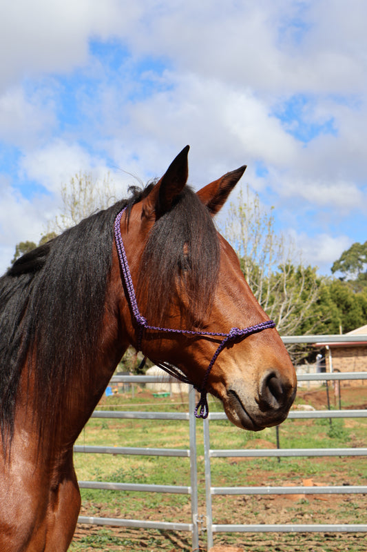Purple & Black Lattice Rope Halter with Lead Bundle - Feral Pony