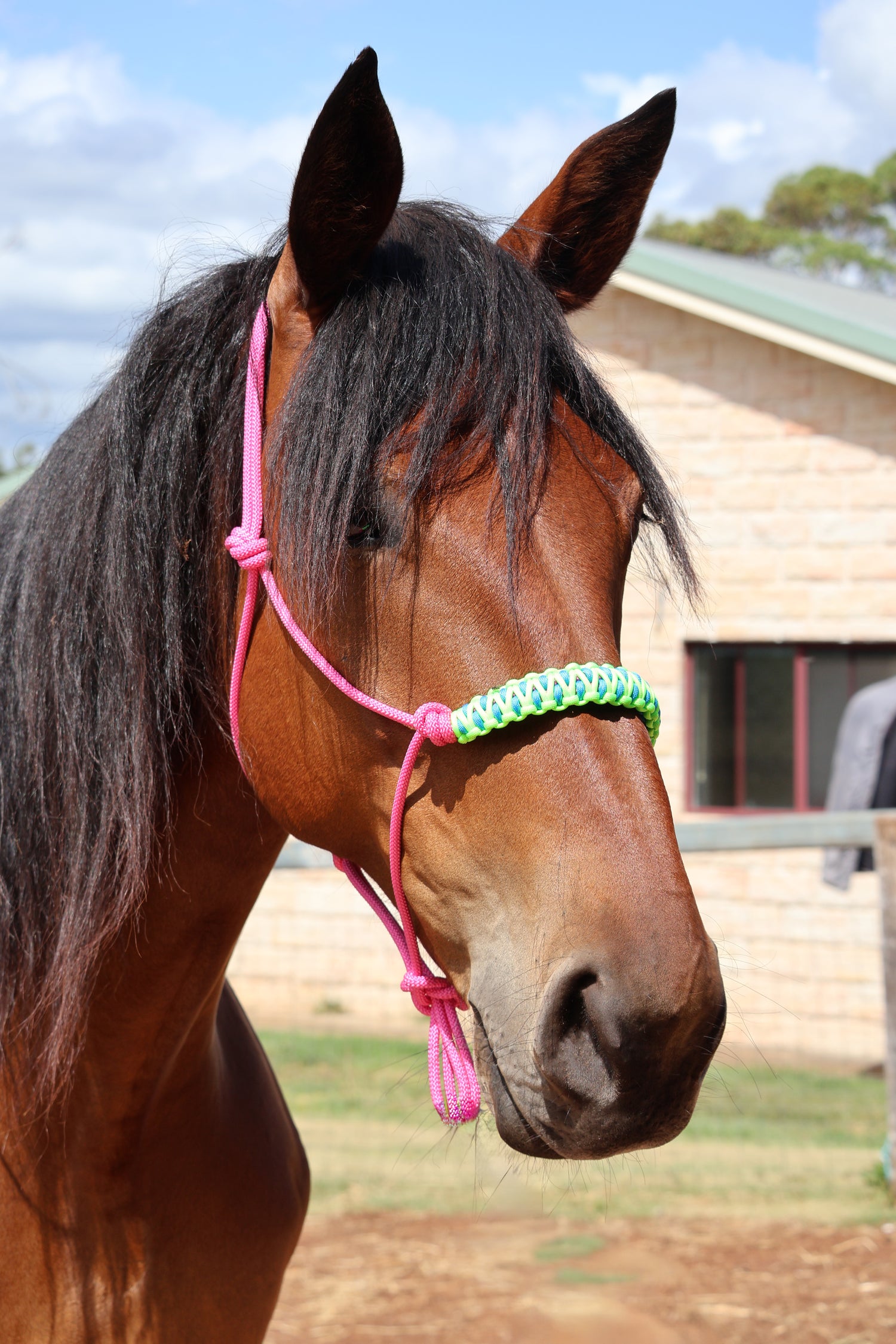 Black Halter with Light Blue & Green Nose Braid 💚🩵💚 with Lead Bundle - Feral Pony