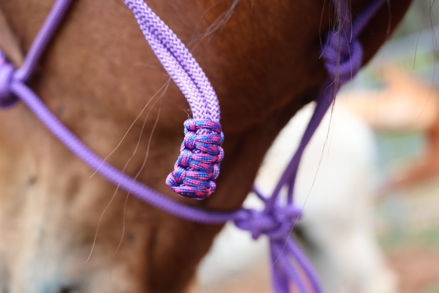 Close-up of a horse's head with a purple halter, blurred background