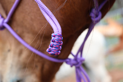 Close-up of a horse's head with a purple halter, blurred background