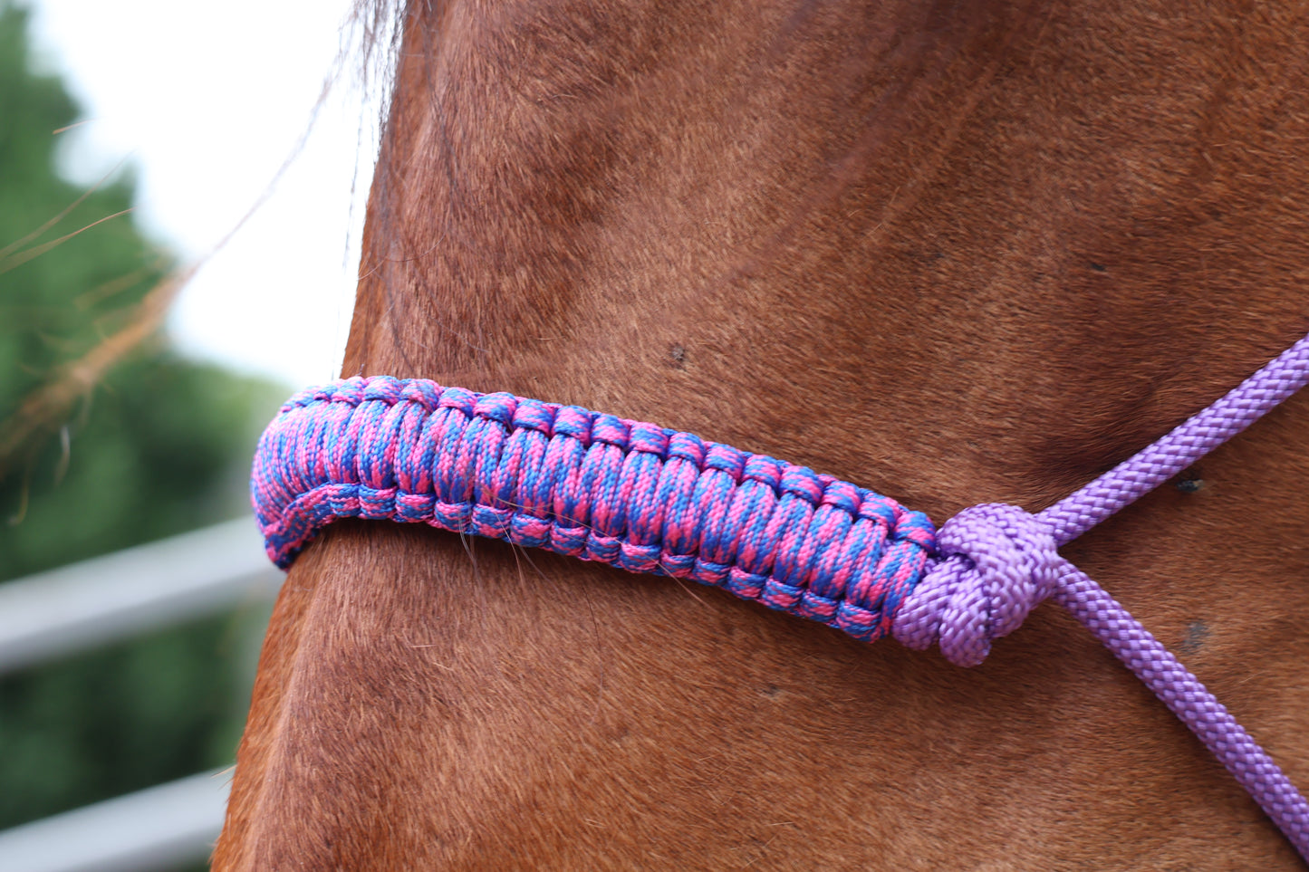 Close-up of a horse's head with a purple halter nose braid on a blurred background