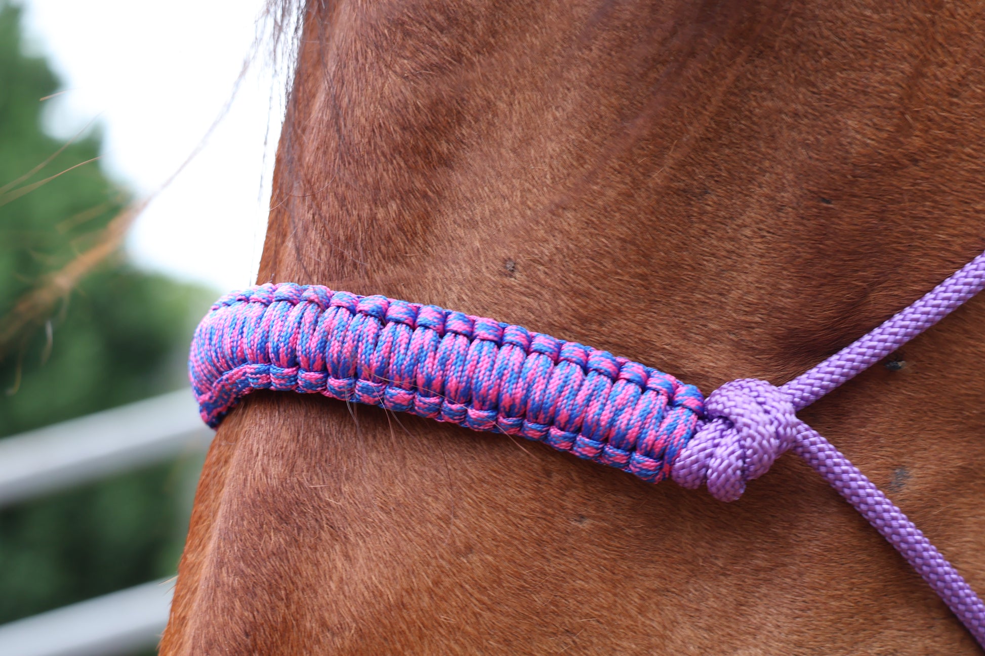 Close-up of a horse's head with a purple halter nose braid on a blurred background