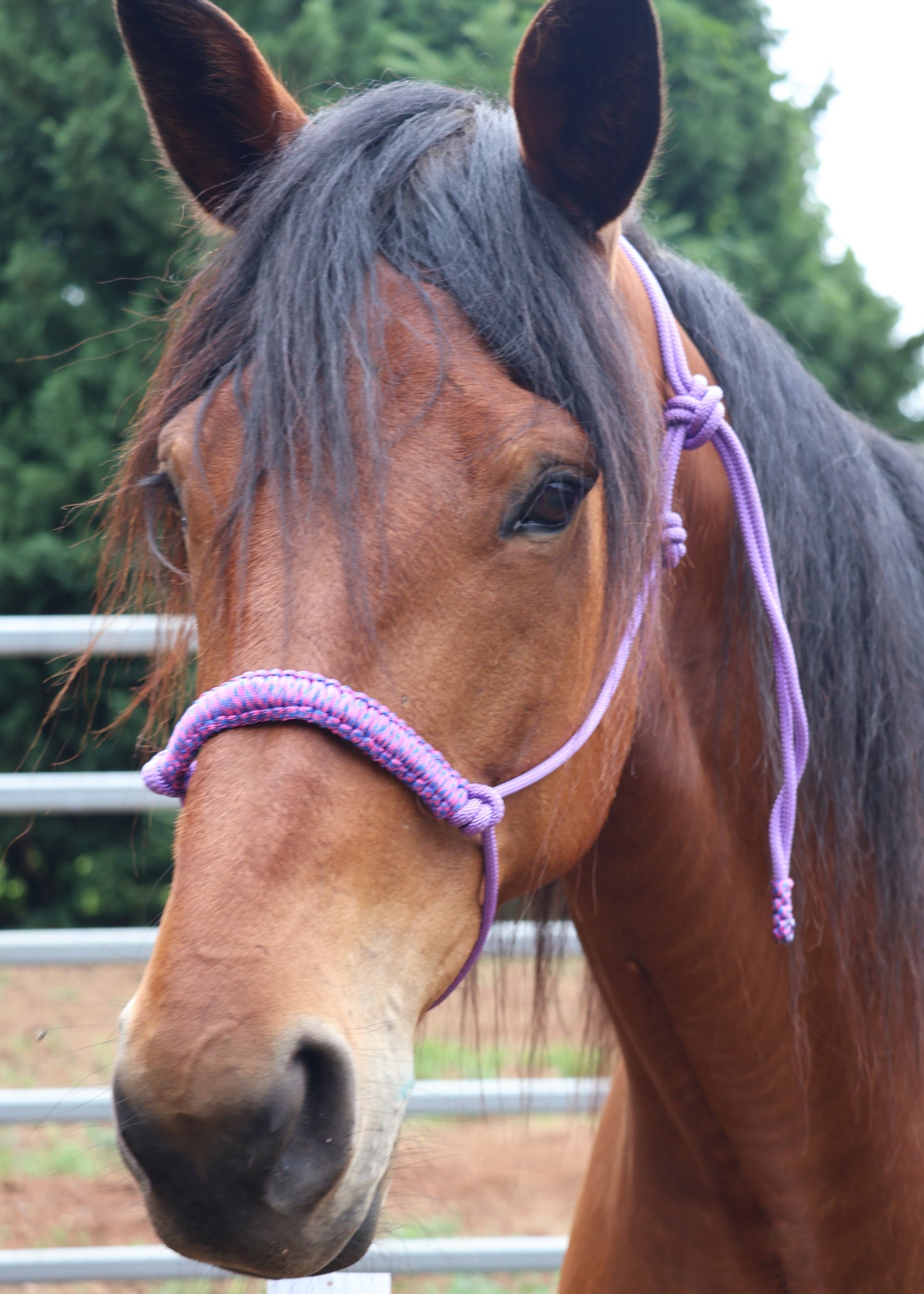 Close-up of a horse wearing a purple halter with a blurred background