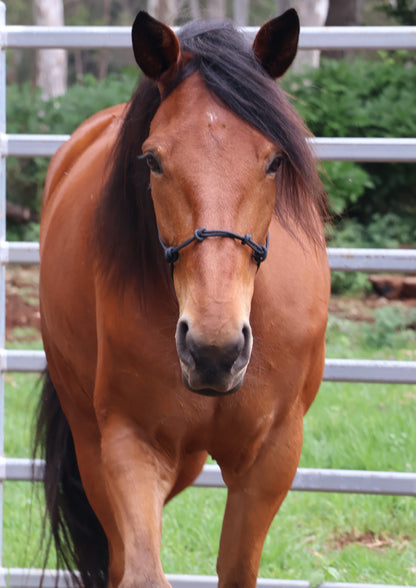 Brown horse with a black mane standing in a fenced area with greenery.