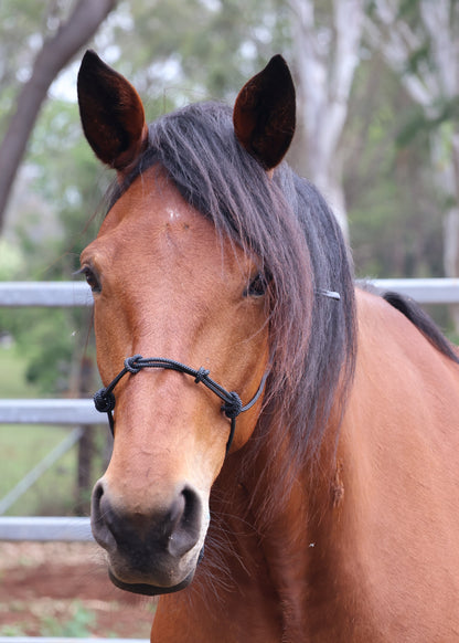 True Stiff Halter - 4 knot