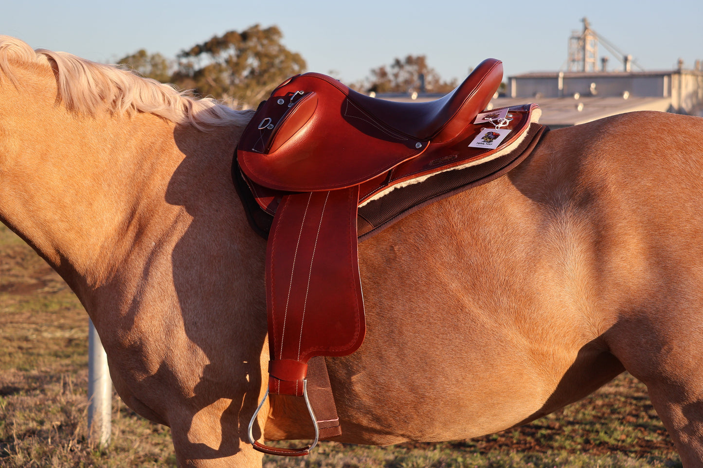 Brown horse with a red saddle in an outdoor setting