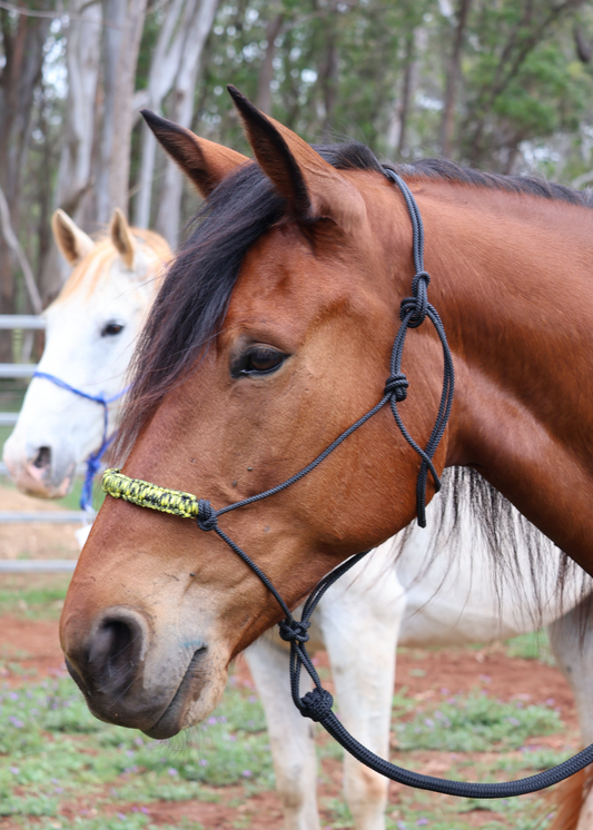 True Stiff Rope Halter with yellow and black nose braid.