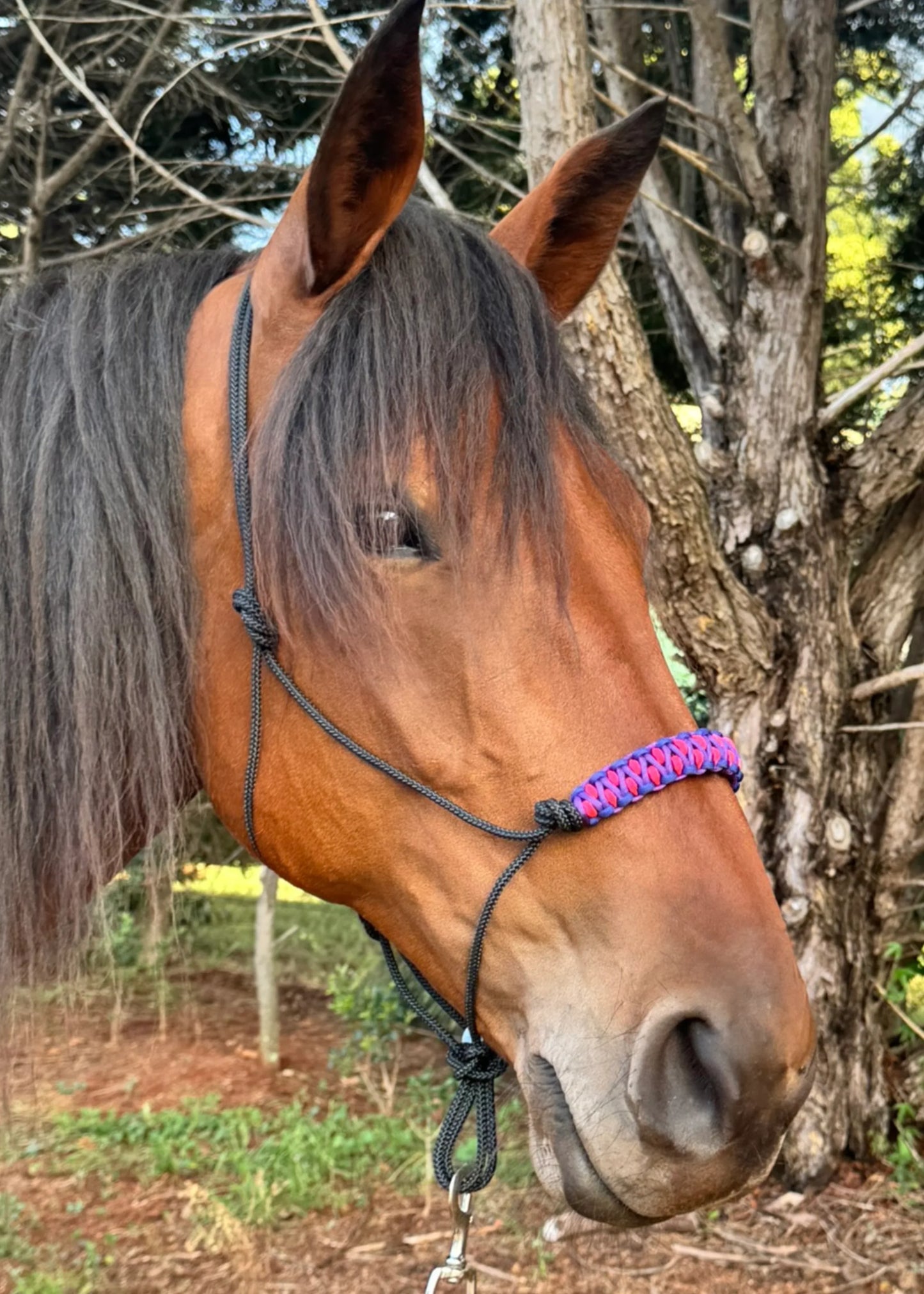 True Stiff Halter with Blue, Purple & Pink Braid - Feral Pony