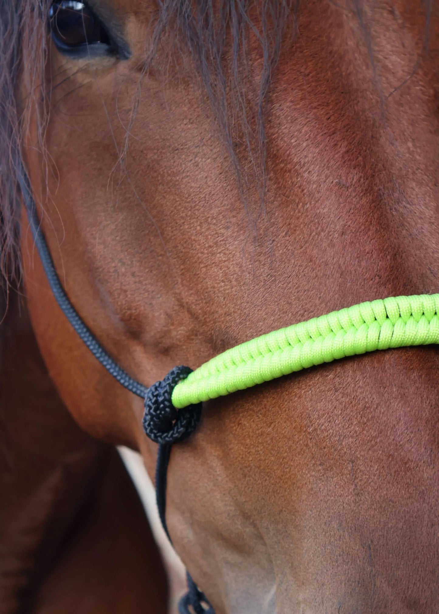 True Stiff Rope Halter – Neon Green Noseband - Feral Pony
