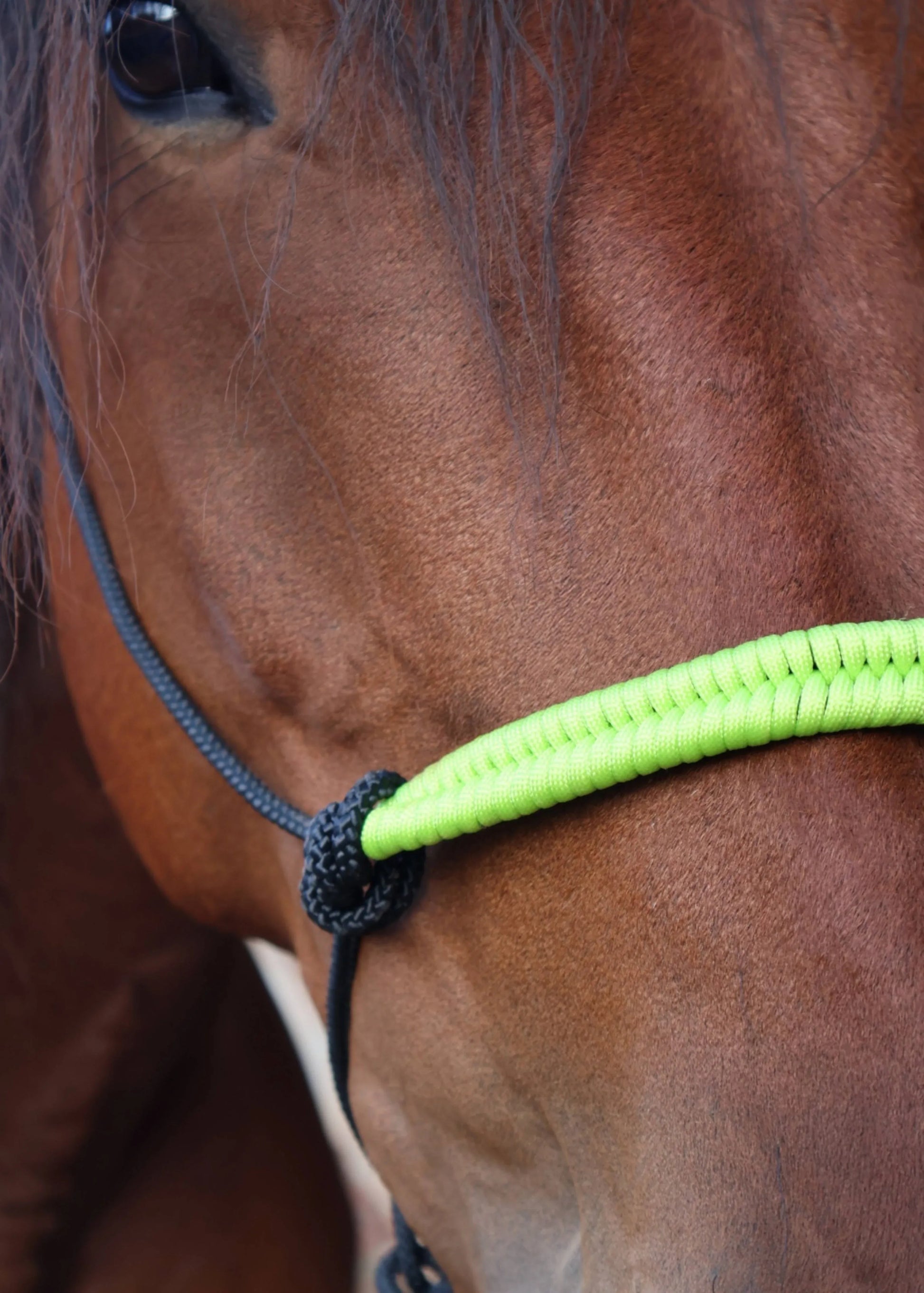 True Stiff Rope Halter – Neon Green Noseband - Feral Pony
