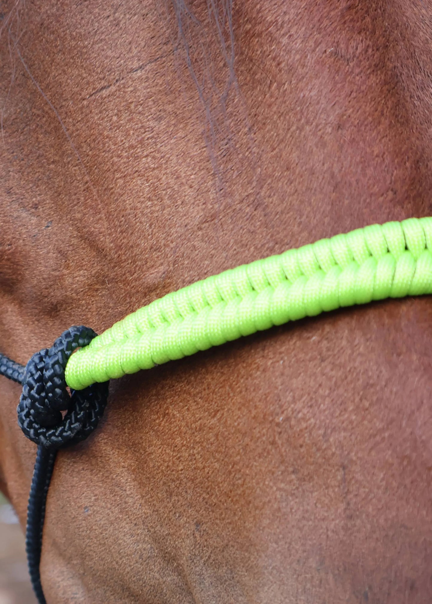 True Stiff Rope Halter – Neon Green Noseband - Feral Pony