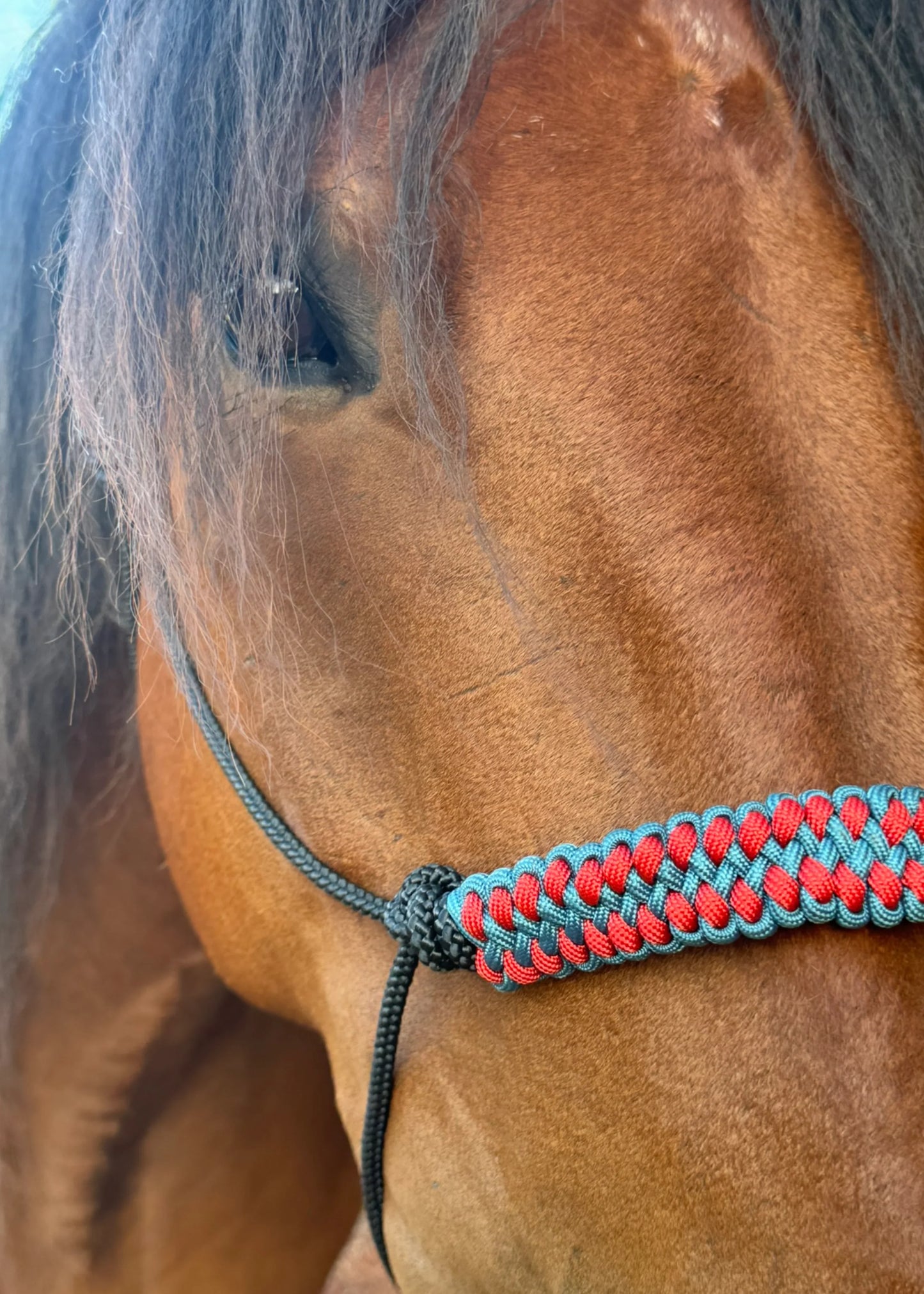 True Stiff Halter Dark Teal and Burnt Orange Braid - Feral Pony
