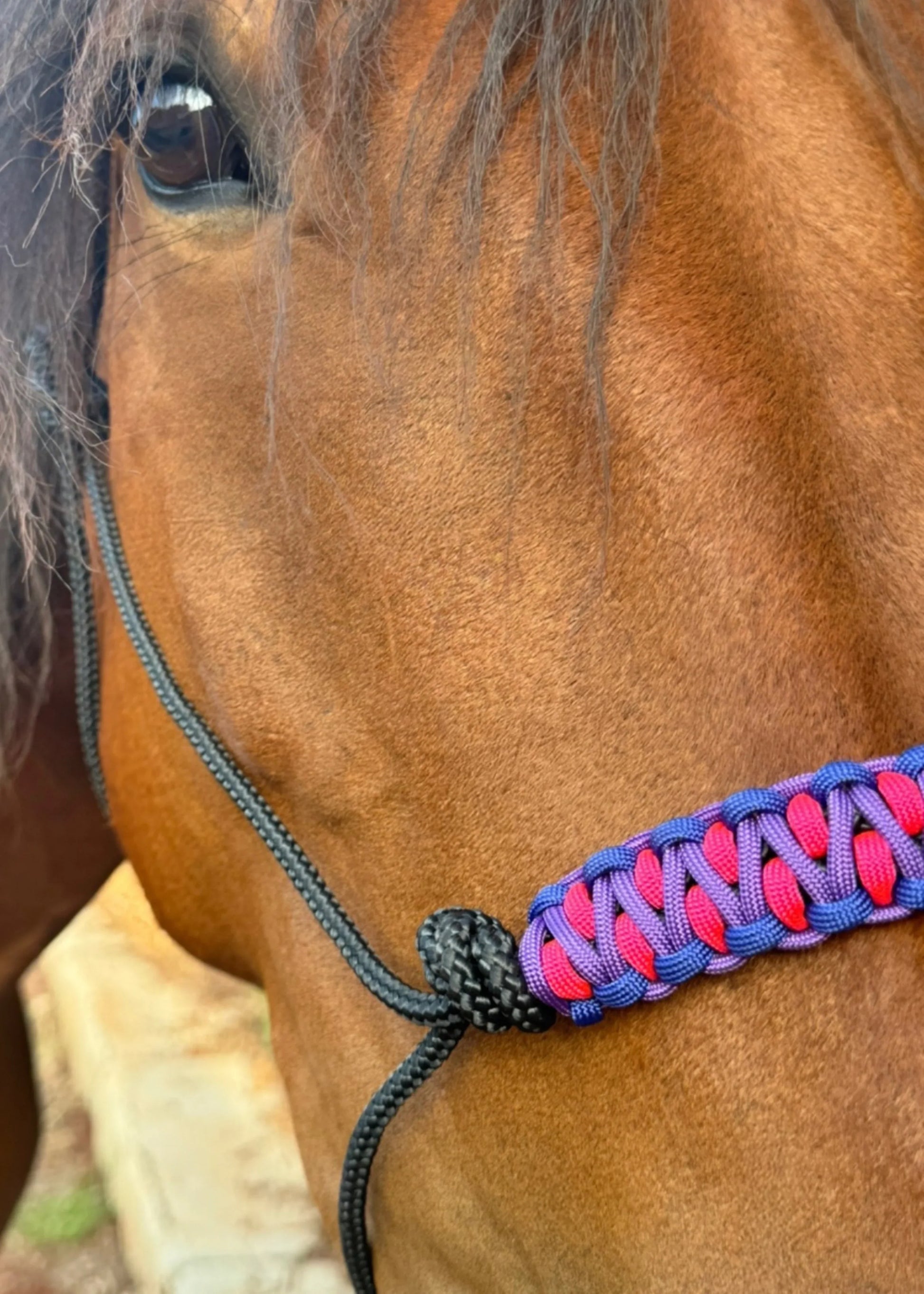True Stiff Halter with Blue, Purple & Pink Braid - Feral Pony