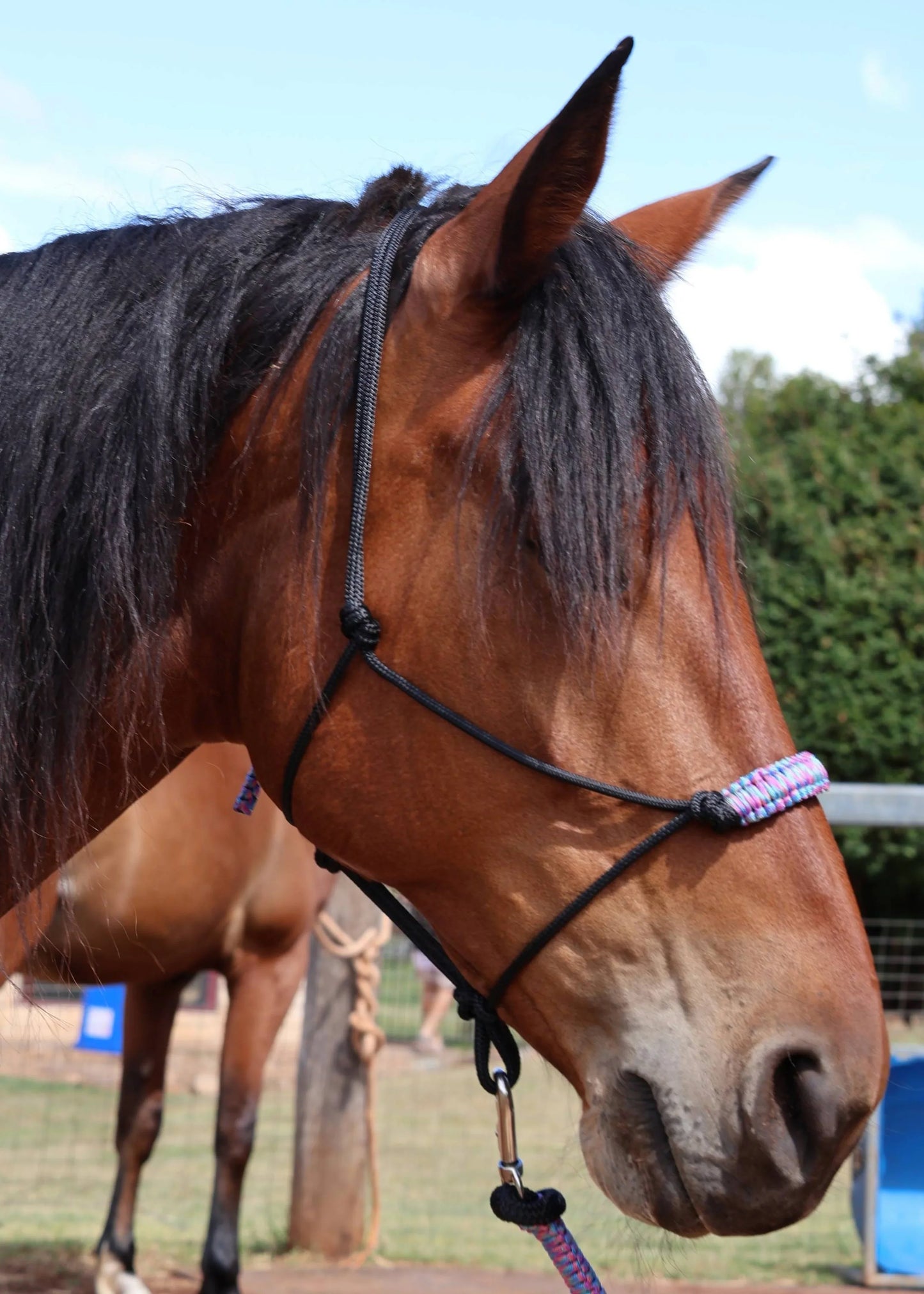 Black Rope Halter & lead set with Rainbow Braid 💚🩵 - Feral Pony