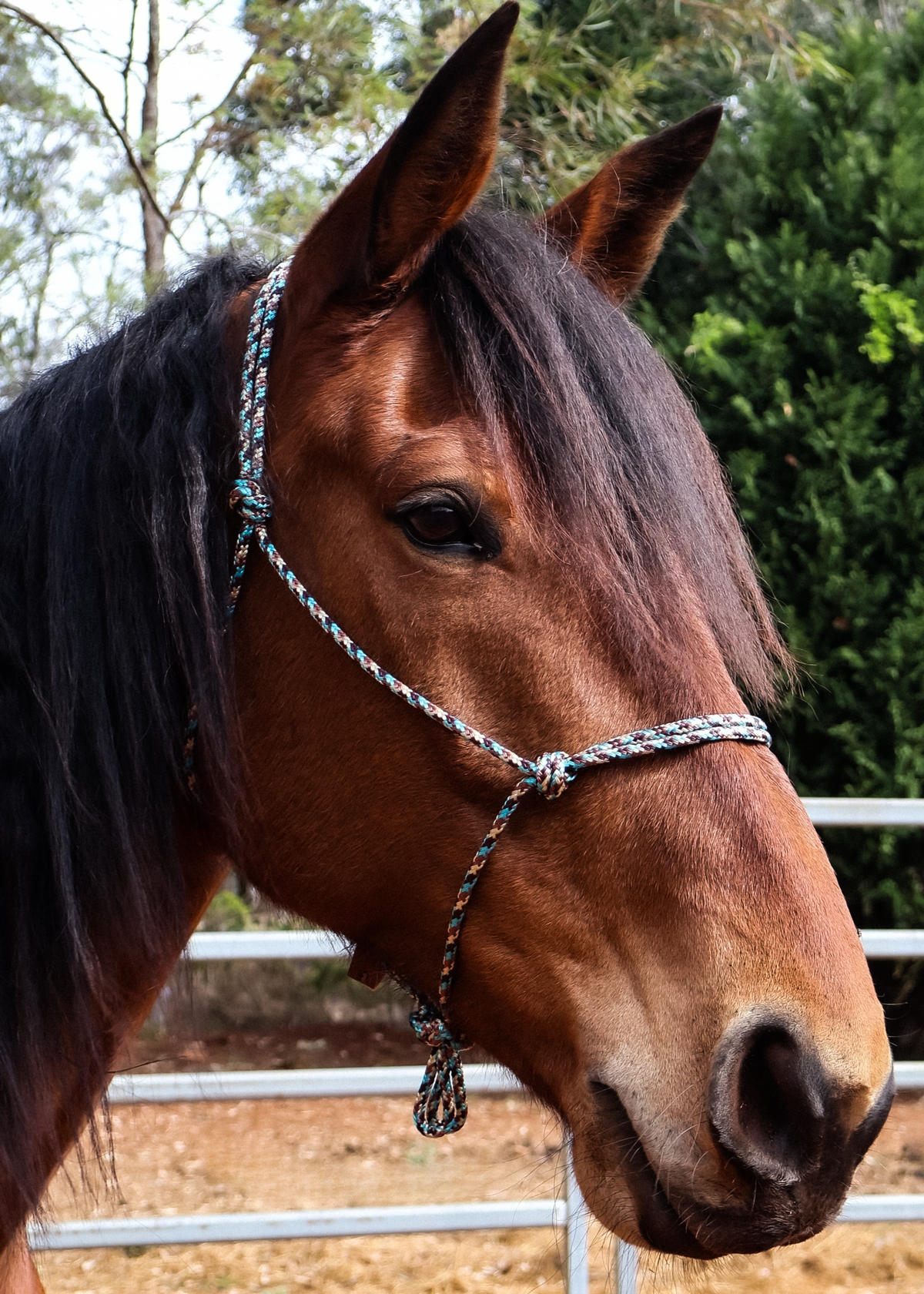 Appaloosa, Cream, Blue, Brown - Rope Halter